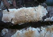 Gelbporiger Spaltporling, Foto 18