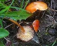 Gelbrandiger Saftling, Foto 6
