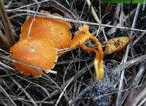 Gelbrandiger Saftling, Foto 9