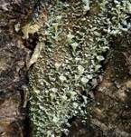 Becherflechte, Foto 7