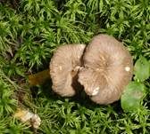 Gelbstieliger Trompetenpfifferling, Foto 15