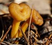 Gelbstieliger Trompetenpfifferling, Foto 16