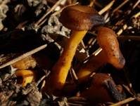 Gelbstieliger Trompetenpfifferling, Foto 17