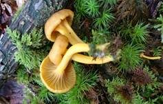 Gelbstieliger Trompetenpfifferling, Foto 21