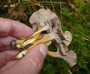 Gelbstieliger Trompetenpfifferling, Foto 4
