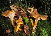 Gelbstieliger Trompetenpfifferling, Foto 23
