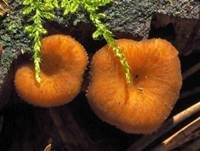 Gelbstieliger Trompetenpfifferling, Foto 35