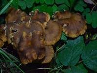 Gelbstieliger Trompetenpfifferling, Foto 10