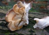 Gelbstieliger Muschelseitling, Foto 19