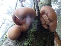 Gelbstieliger Muschelseitling, Foto 20