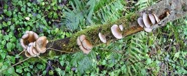 Gelbstieliger Muschelseitling, Foto 27