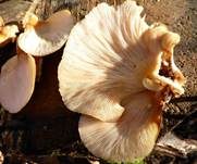 Gelbstieliger Muschelseitling, Foto 30