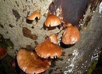 Gelbstieliger Muschelseitling, Foto 31