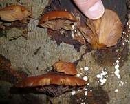 Gelbstieliger Muschelseitling, Foto 32