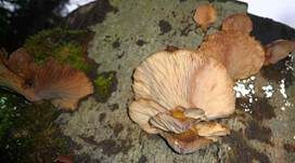 Gelbstieliger Muschelseitling, Foto 33
