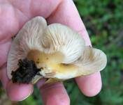 Gelbstieliger Muschelseitling, Foto 36