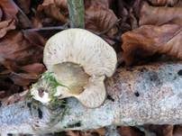 Gelbstieliger Muschelseitling, Foto 37