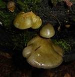 Gelbstieliger Muschelseitling, Foto 38