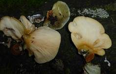 Gelbstieliger Muschelseitling, Foto 40