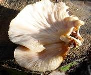 Gelbstieliger Muschelseitling, Foto 41