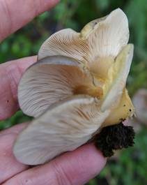 Gelbstieliger Muschelseitling, Foto 6