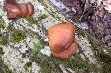 Gelbstieliger Muschelseitling, Foto 47