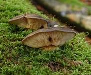 Gelbstieliger Muschelseitling, Foto 50