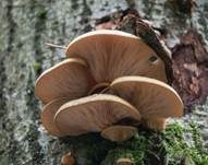 Gelbstieliger Muschelseitling, Foto 52