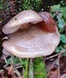 Gelbstieliger Muschelseitling, Foto 54