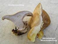 Gelbstieliger Muschelseitling, Foto 61