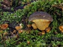 Gelbstieliger Muschelseitling, Foto 10