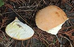 Gelbverfärbender Rasenbovist, Foto 8