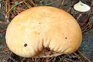 Gelbverfärbender Rasenbovist, Foto 1