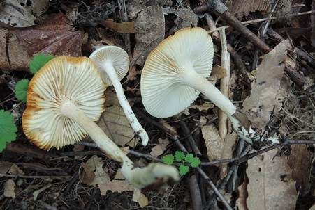 Gelbverfärbender Schneckling, Foto 2