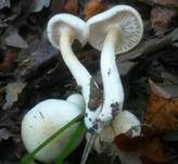 Gelbverfärbender Schneckling, Foto 14
