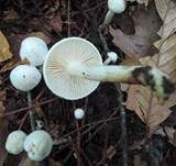Gelbverfärbender Schneckling, Foto 4