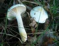 Gelbverfärbender Schneckling, Foto 10