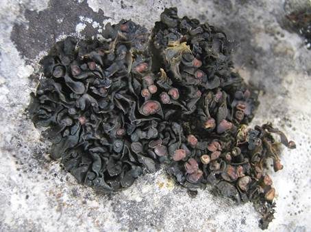 Becherförmige Gallertflechte, Foto 2