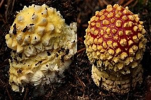 Gelbwarziger Fliegenpilz, Foto 1