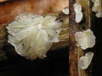 Gelbweißes Krüppelfüßchen, Foto 13