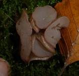 Gemeiner Buchenkreisling, Foto 13