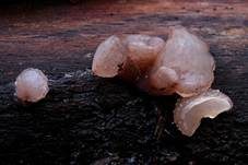 Gemeiner Buchenkreisling, Foto 23