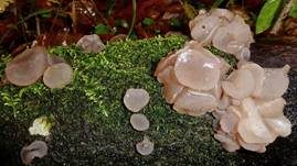 Gemeiner Buchenkreisling, Foto 26