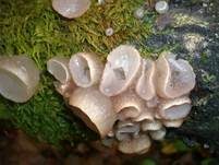 Gemeiner Buchenkreisling, Foto 8