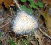Gemeiner Helmlings-Schimmel, Foto 12