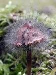 Gemeiner Helmlings-Schimmel, Foto 8