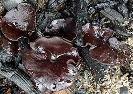 Gemeiner Holzkohlenbecherling, Foto 4