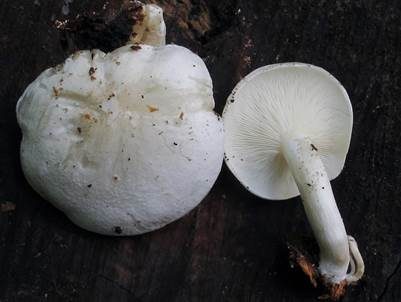 Gemeiner Holztrichterling, Foto 2