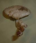 Gemeiner Holztrichterling, Foto 15