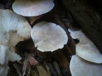 Gemeiner Holztrichterling, Foto 16